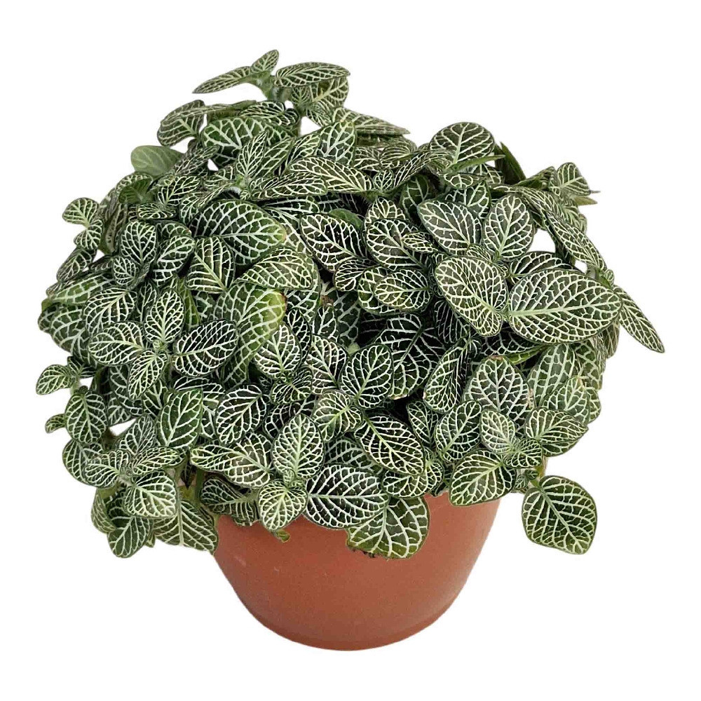 Albivenis ‘Mini Green’ - Nook & Nature