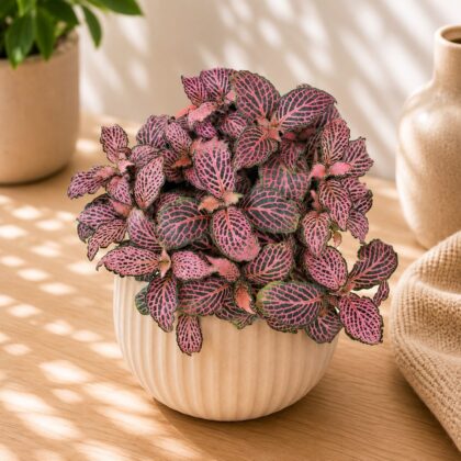 Albivenis Pink Micro Hb - Nook & Nature