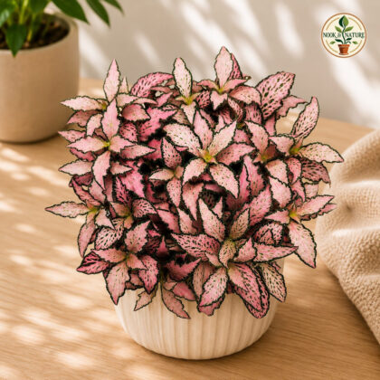 Albivenis ‘Pink Paradise’ - Nook & Nature