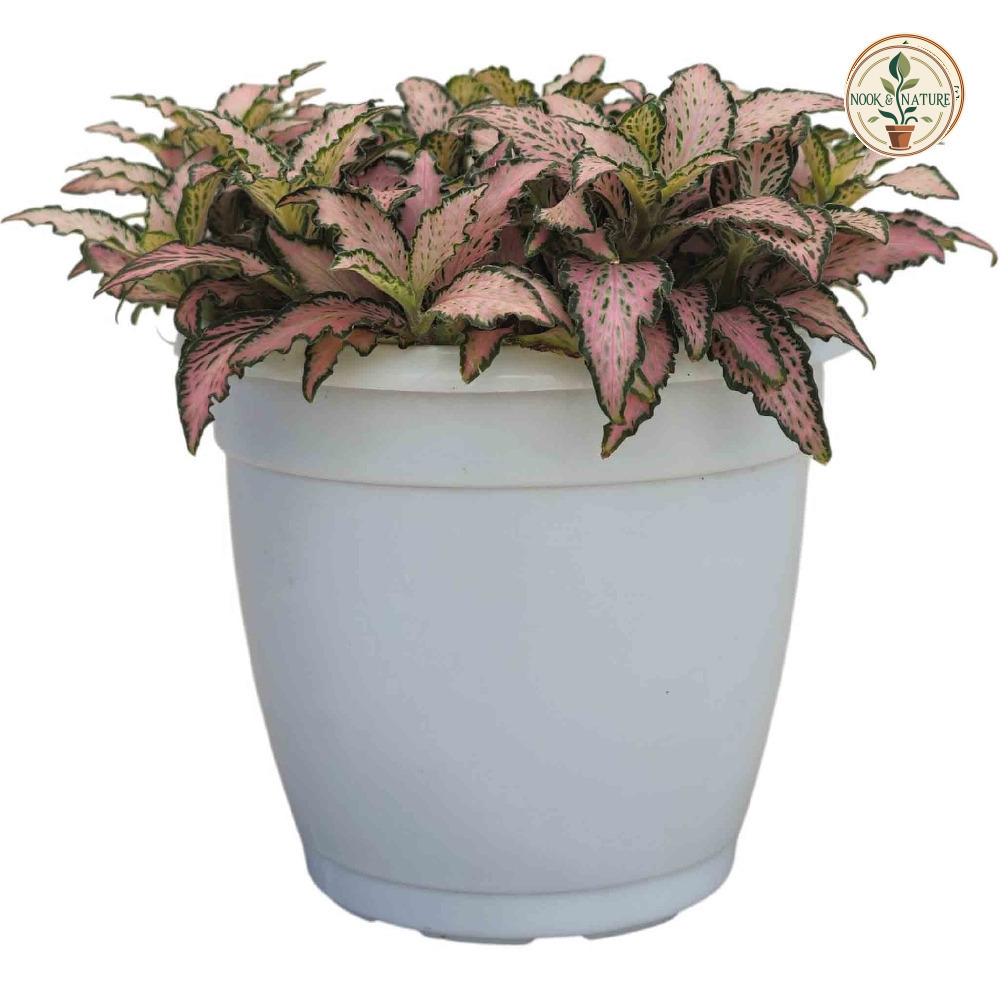 Albivenis ‘Pink Paradise’ - Nook & Nature