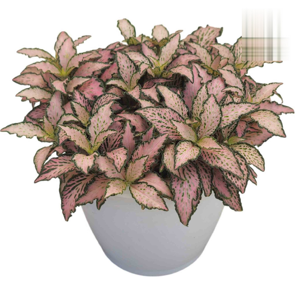 Albivenis ‘Pink Paradise’ - Nook & Nature