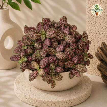 Albivenis ‘Pink Vein’ - Nook & Nature