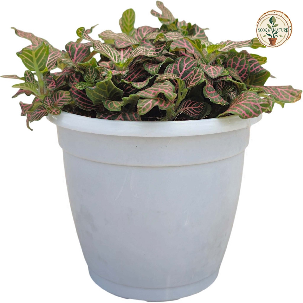 Albivenis ‘Pink Vein’ - Nook & Nature