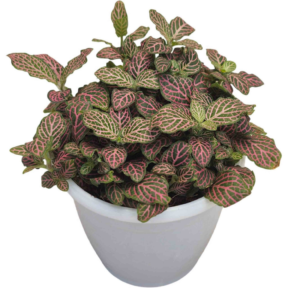 Albivenis ‘Pink Vein’ - Nook & Nature