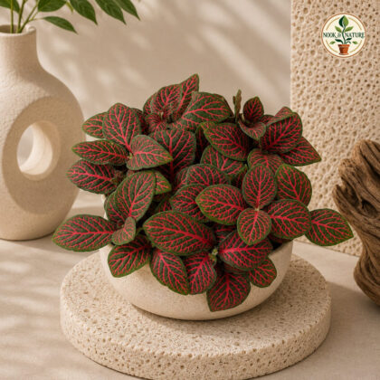 Albivenis ‘Red Anne’ - Nook & Nature