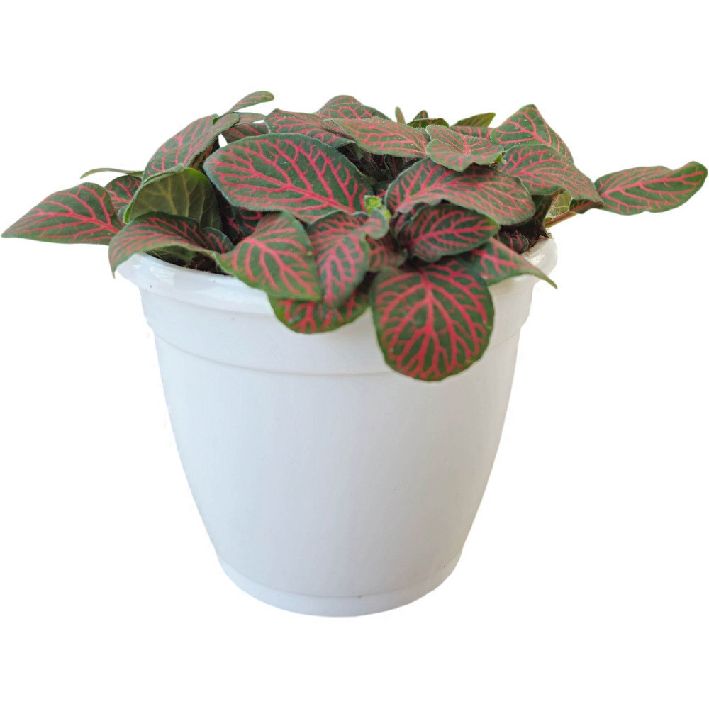Albivenis ‘Red Anne’ - Nook & Nature