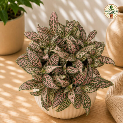 Albivenis ‘Revolution’ - Nook & Nature