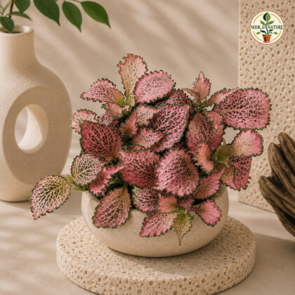 Albivenis ‘Salmon’ - Nook & Nature