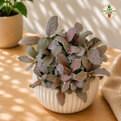 Albivenis ‘Silver Dragon’ - Nook & Nature