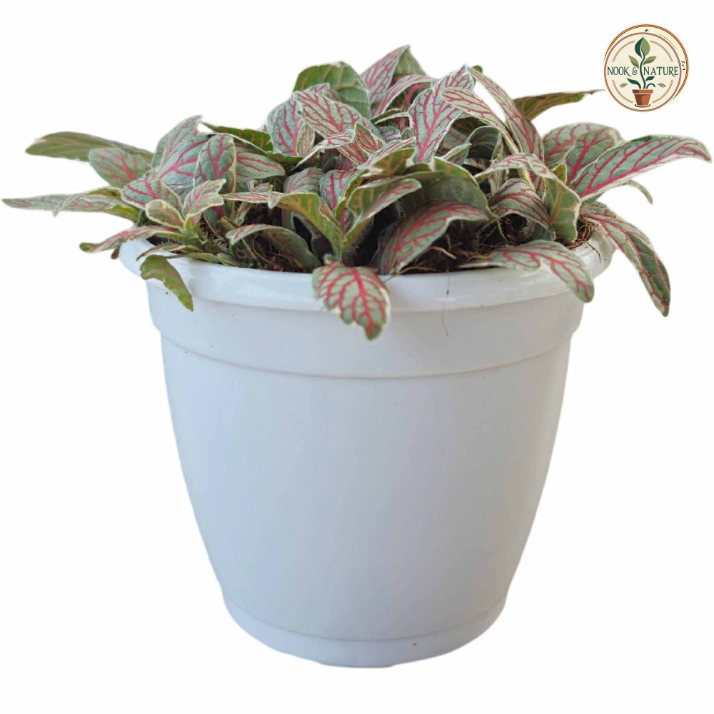 Albivenis ‘Silver Dragon’ - Nook & Nature