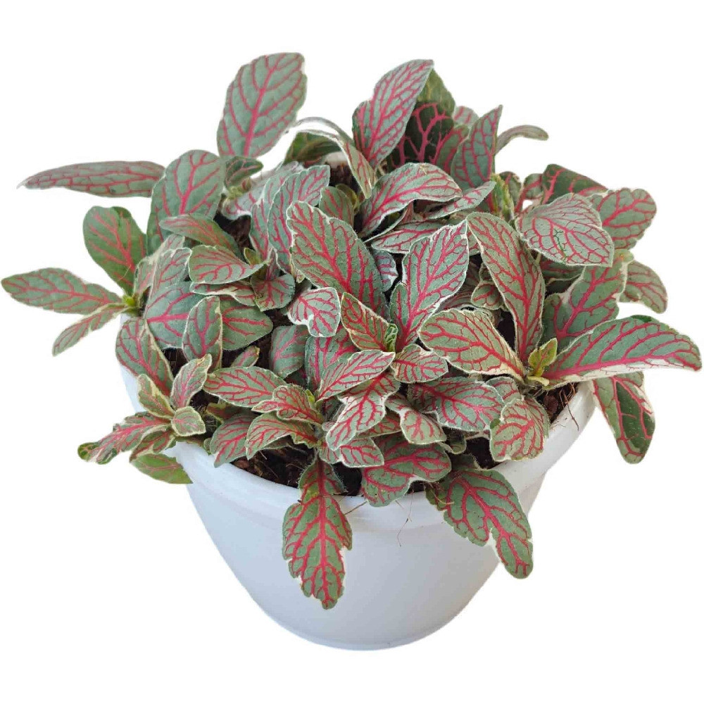 Albivenis ‘Silver Dragon’ - Nook & Nature