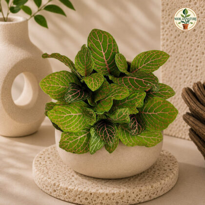 Albivenis ‘Skeleton’ - Nook & Nature