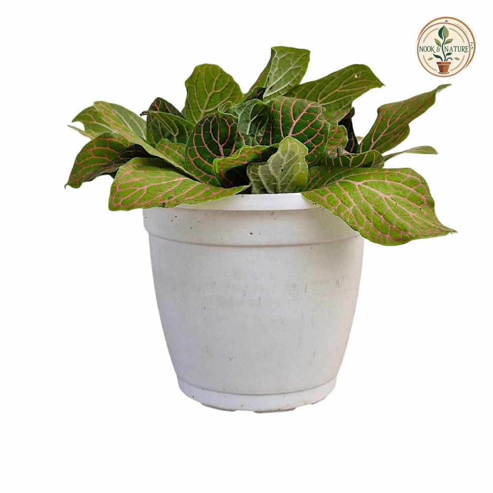 Albivenis ‘Skeleton’ - Nook & Nature
