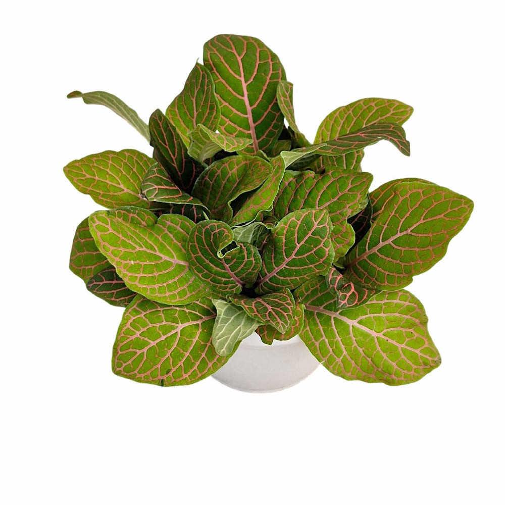 Albivenis ‘Skeleton’ - Nook & Nature