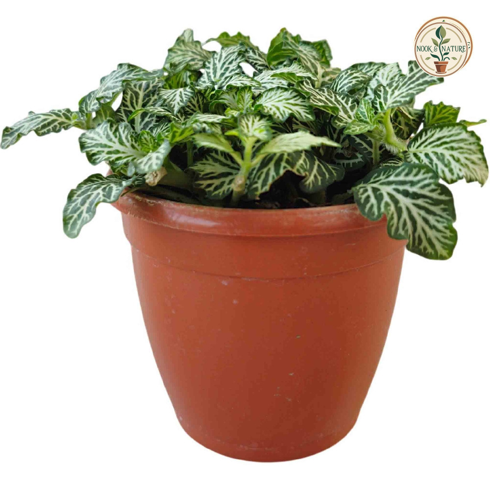 Albivenis ‘White Anne’ - Nook & Nature