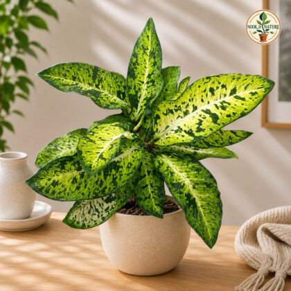 Amoena Big Banana 9 - Nook & Nature