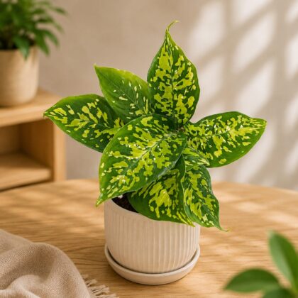 Amoena Cheetah 9 - Nook & Nature