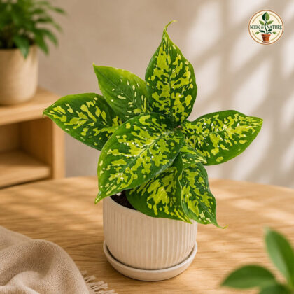Amoena Cheetah 9 - Nook & Nature