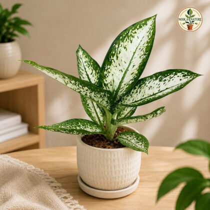 Amoena Delilah H6 - Nook & Nature