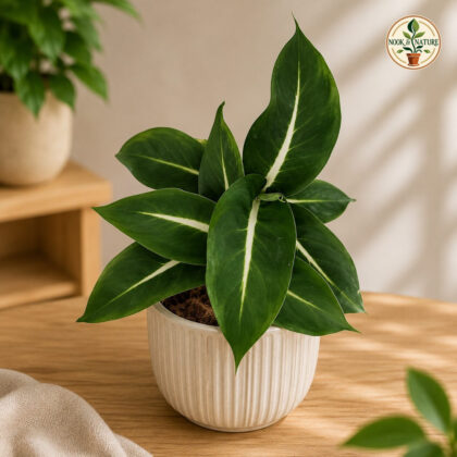 Amoena Green Magic H4 - Nook & Nature