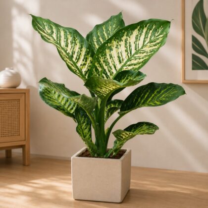 Amoena Moroba 9 - Nook & Nature