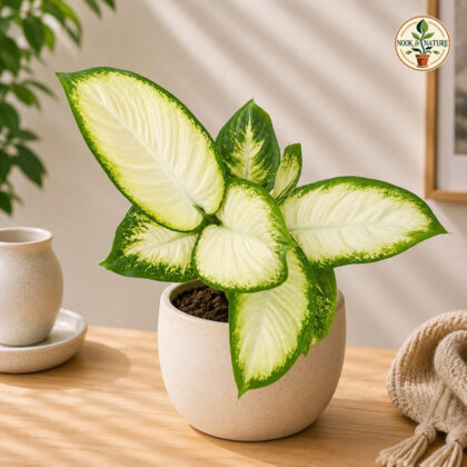 Amoena Sparkle 9 - Nook & Nature