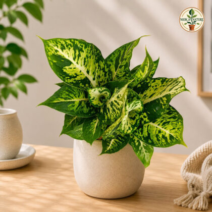 Amoena Speckle L W P 9 - Nook & Nature