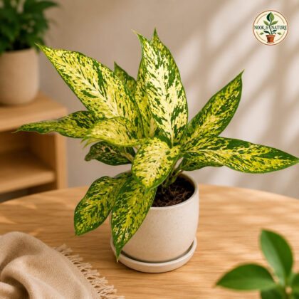 Amoena Star Bright L W P 9 - Nook & Nature