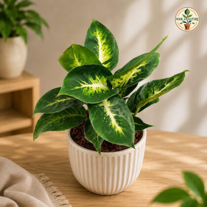 Amoena Sublime L W P 9 - Nook & Nature