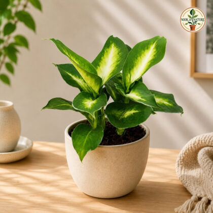 Amoena White Flame L W P 9 - Nook & Nature