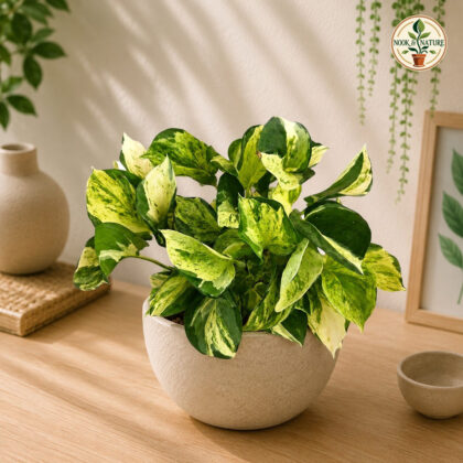 Aureum Compacta H4 Micro Hb - Nook & Nature