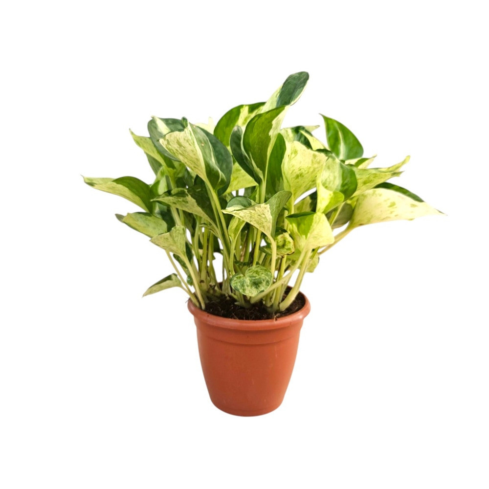 Aureum ‘Compacta’ - Nook & Nature