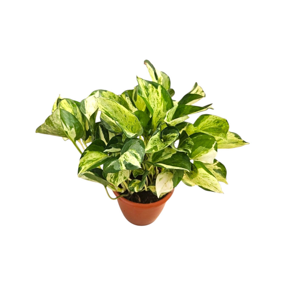 Aureum ‘Compacta’ - Nook & Nature