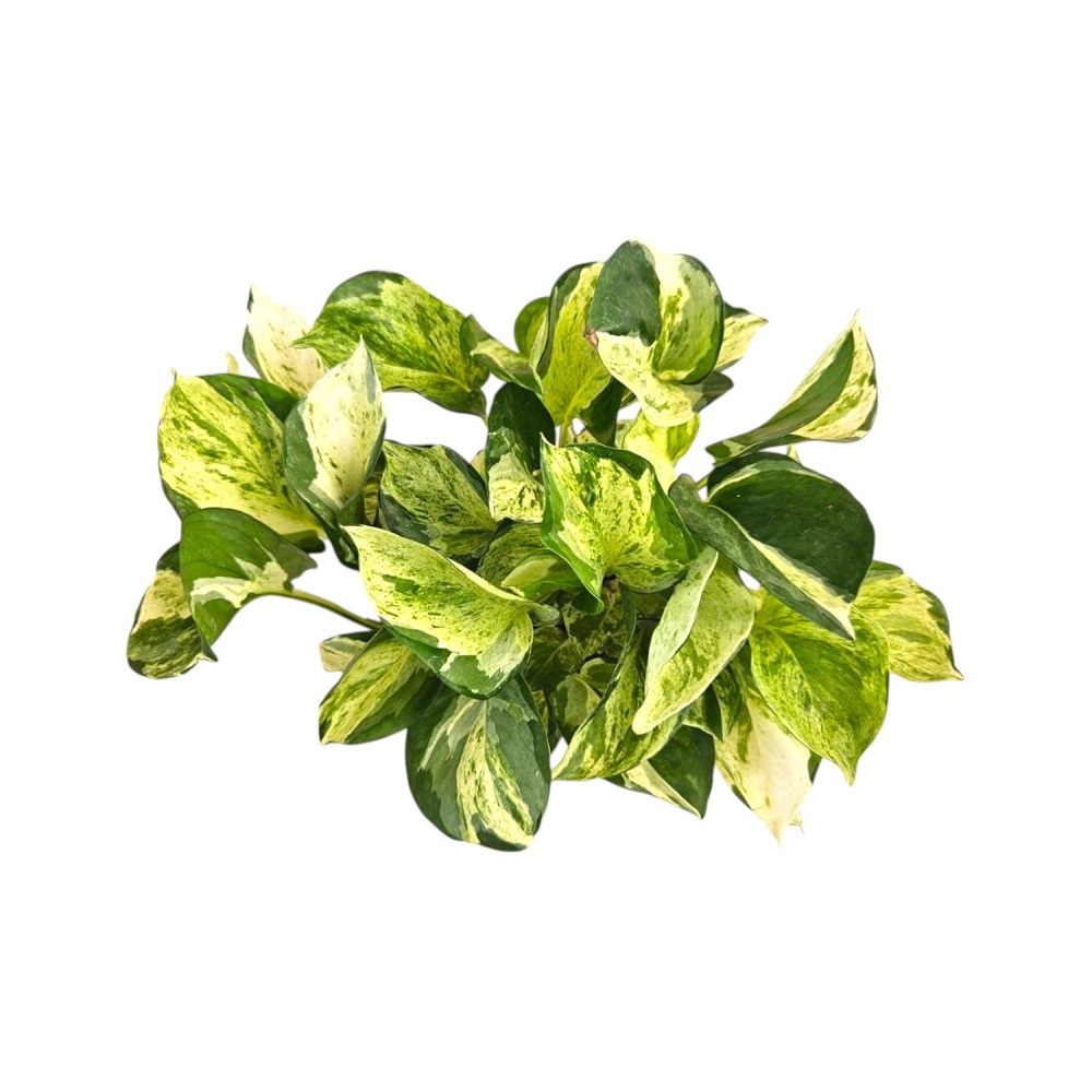 Aureum ‘Compacta’ - Nook & Nature