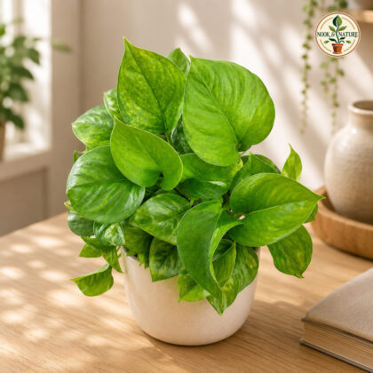 Aureum Global Green H4 - Nook & Nature