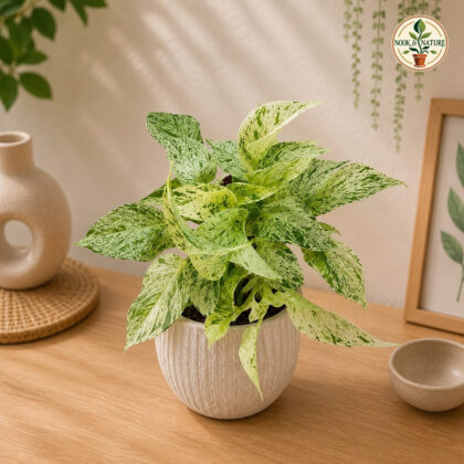 Aureum Marble Queen #1 - Nook & Nature