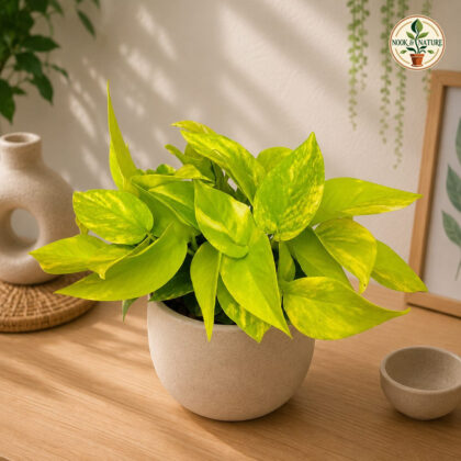 Aureum ‘Neon Variegated’ - Nook & Nature