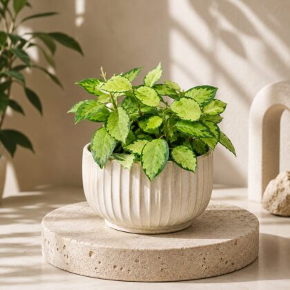 Australis Lisa Micro Hb - Nook & Nature