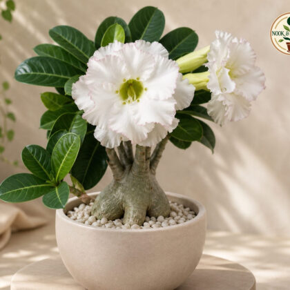 Bombay Jade Jewel 18 - Nook & Nature