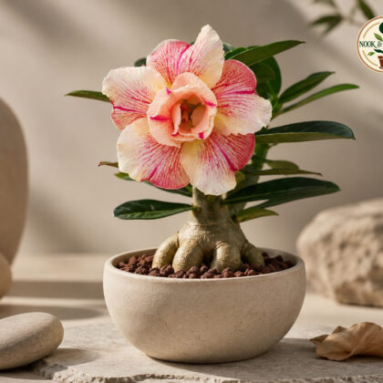 Bombay Moonstone 18 - Nook & Nature