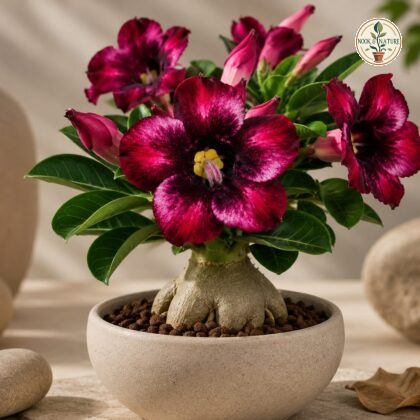 Bombay Pink Diamond 18 - Nook & Nature