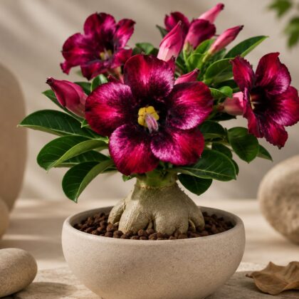 Bombay Pink Diamond - Nook & Nature