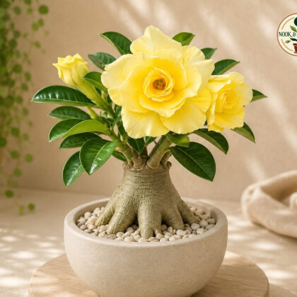 Bombay Yellow Diamond 18 - Nook & Nature