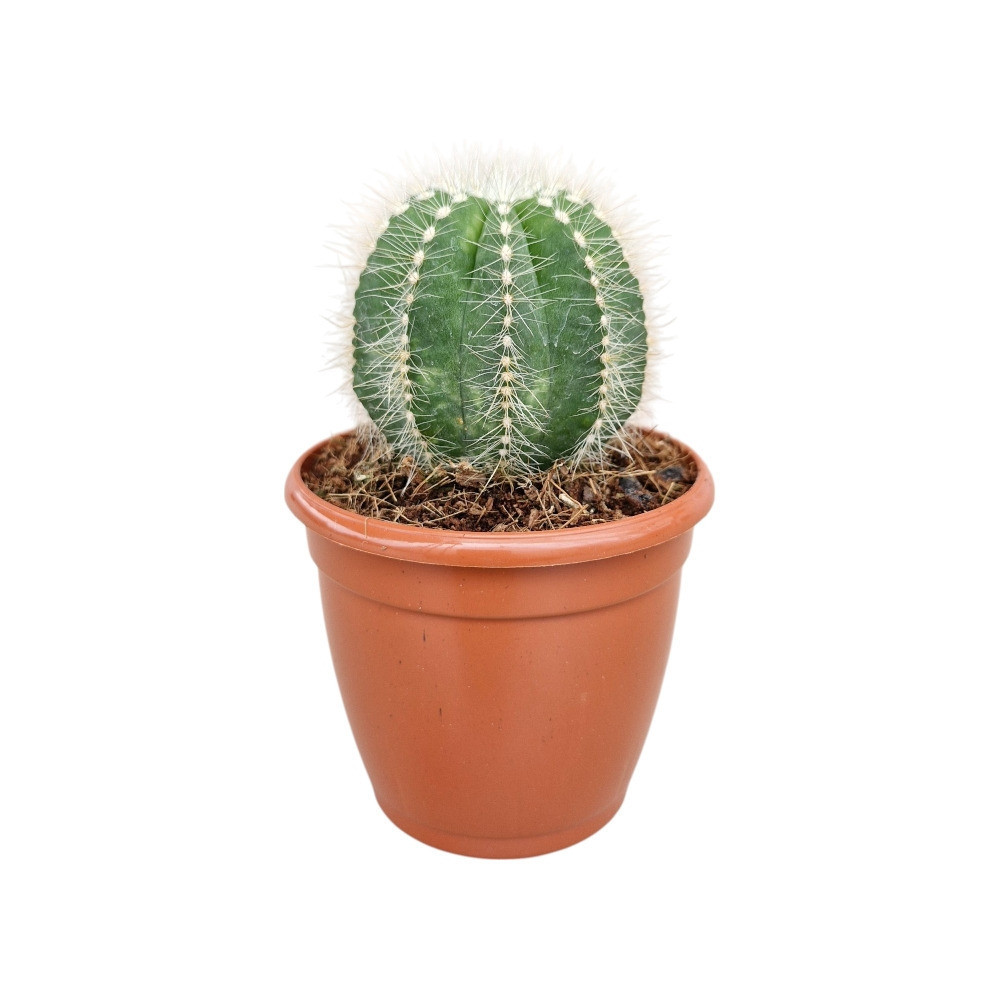 Cacti mammillaria ‘Parodia Magnifica’ - Nook & Nature