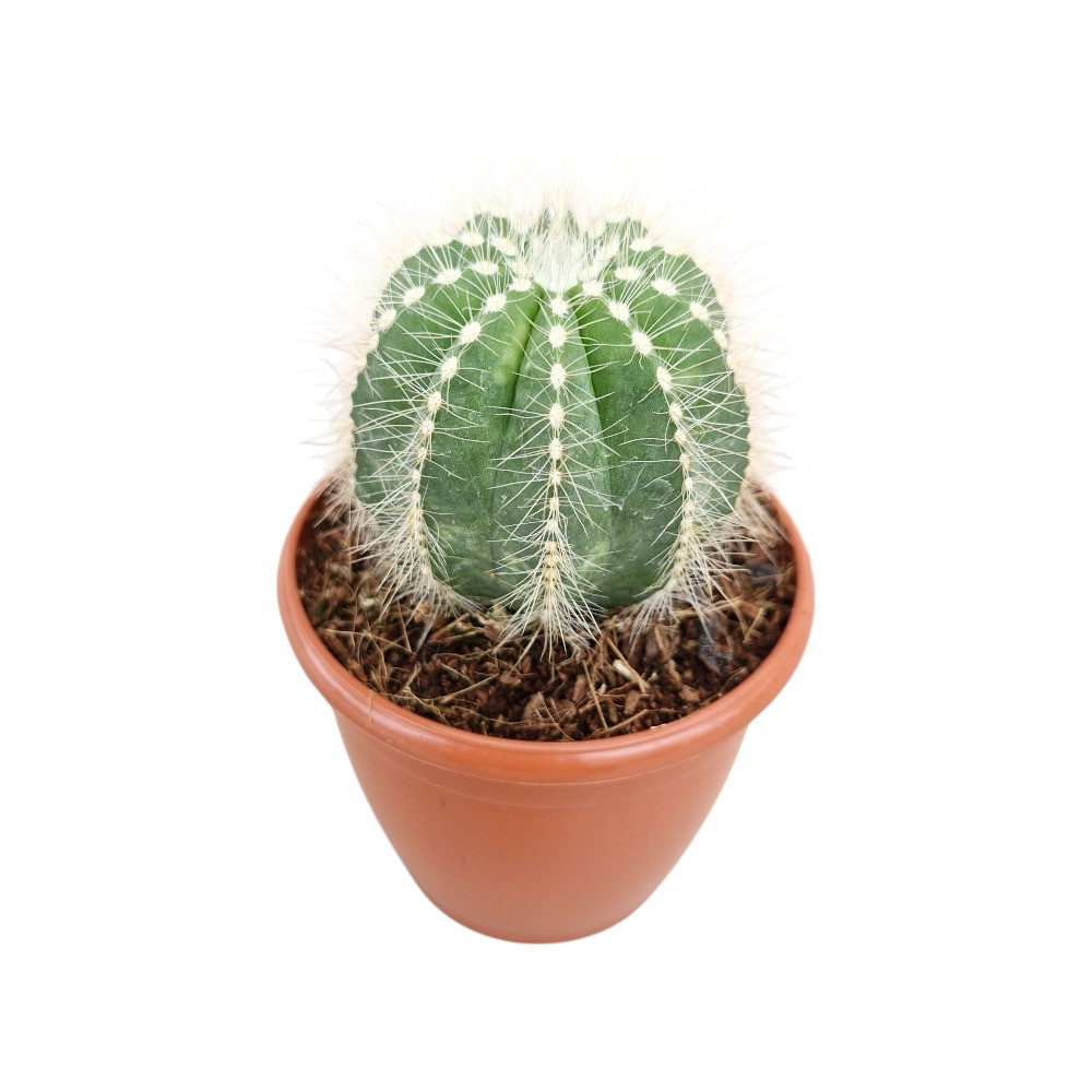 Cacti mammillaria ‘Parodia Magnifica’ - Nook & Nature