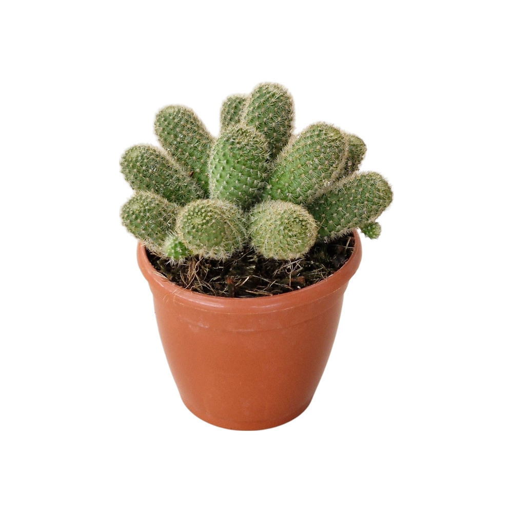 Cacti Rebutia ‘Pulvinosa’ - Nook & Nature
