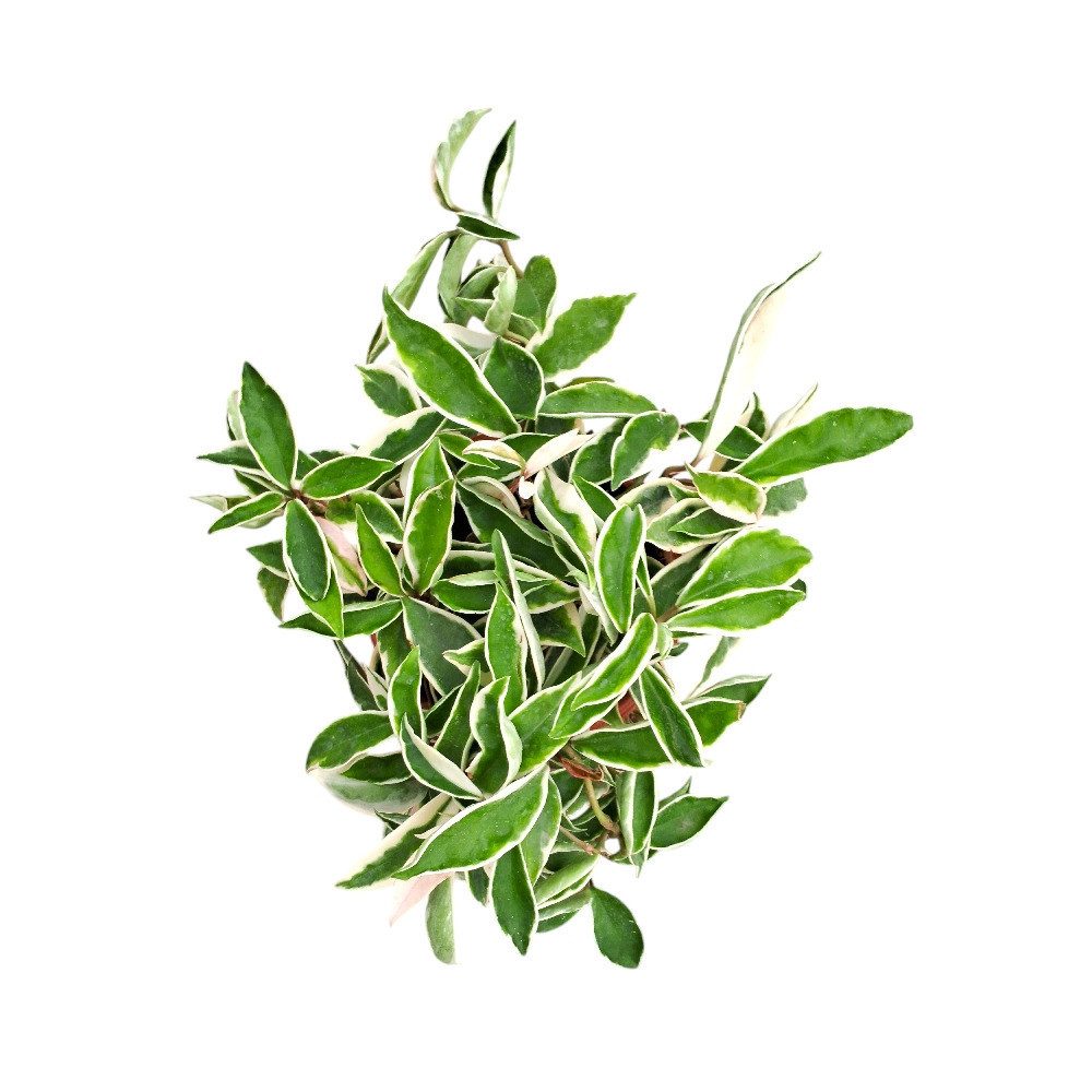 Carnosa ‘Alba’ - Nook & Nature