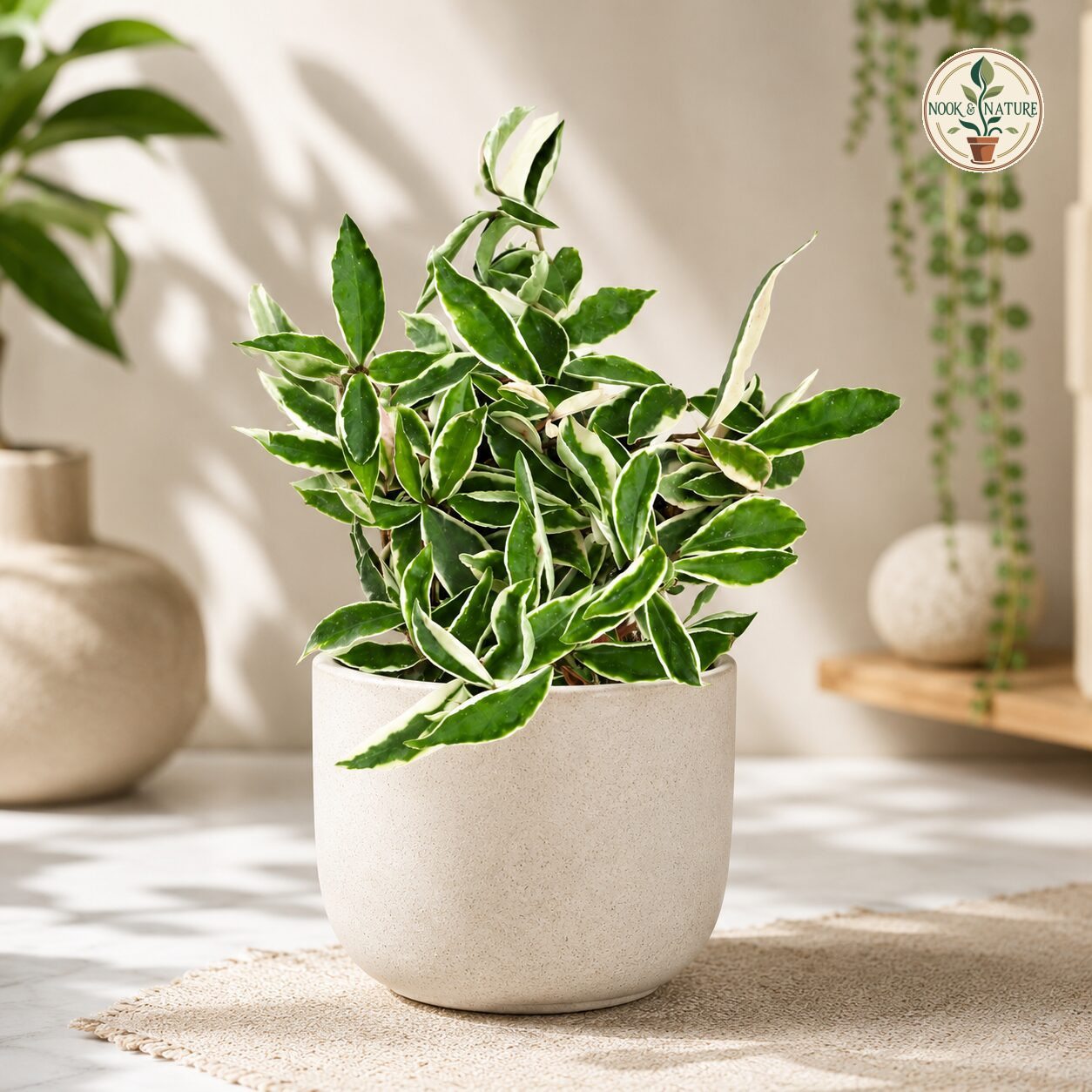Carnosa ‘Alba’ - Nook & Nature