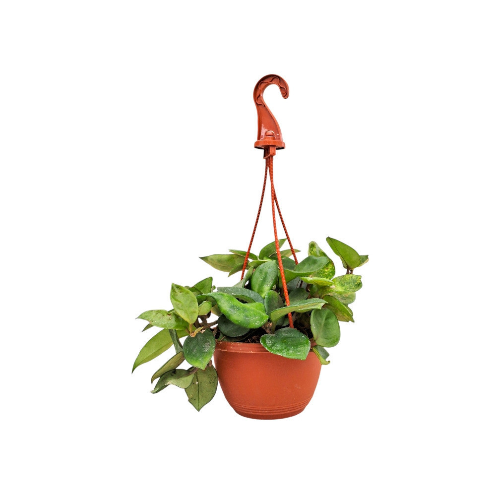 Carnosa ‘Amore’ - Nook & Nature