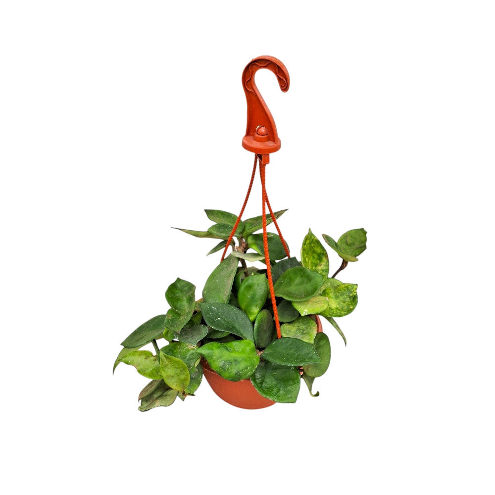 Carnosa ‘Amore’ - Nook & Nature